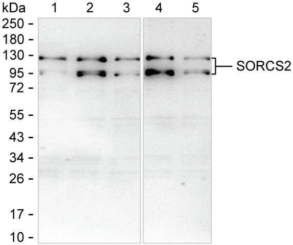 SorCS2 Antibody in Western Blot (WB)