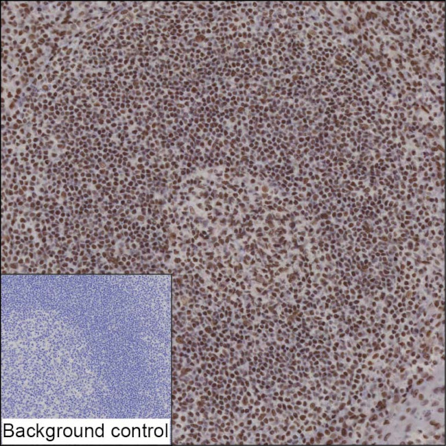 YY1 Antibody in Immunohistochemistry (Paraffin) (IHC (P))