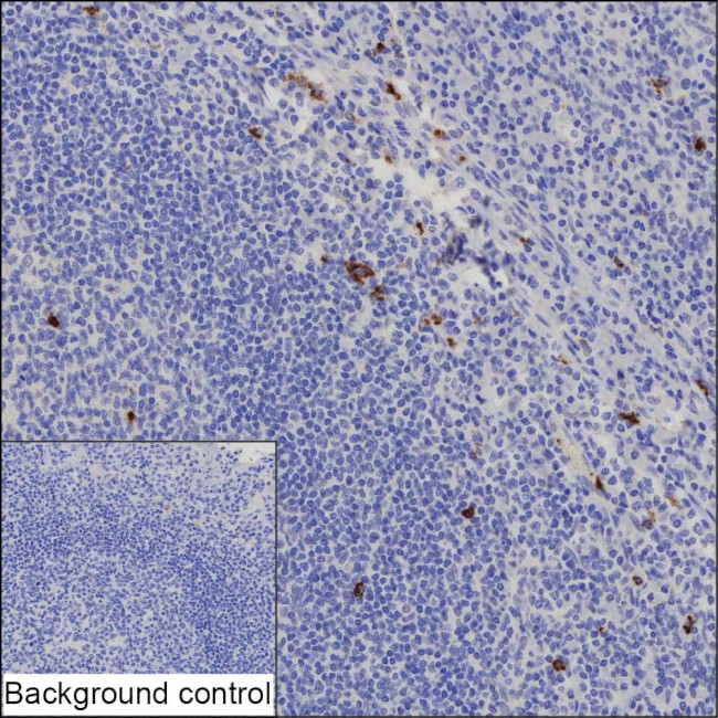 NKp46 Antibody in Immunohistochemistry (Paraffin) (IHC (P))