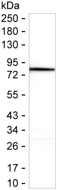 Cytochrome P450 Reductase Antibody in Western Blot (WB)