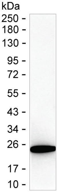 Rab6b Antibody in Western Blot (WB)