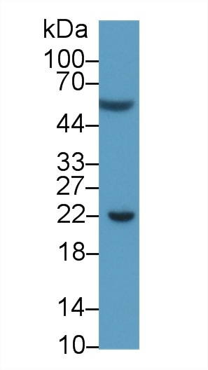 PD-L1 Antibody in Western Blot (WB)
