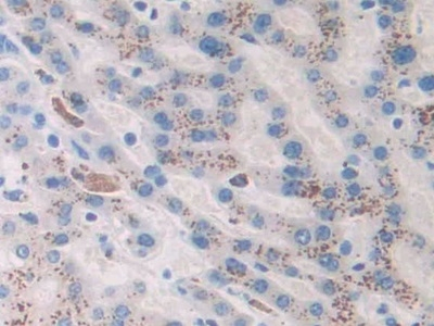Angiotensin I-VII Antibody in Immunohistochemistry (Paraffin) (IHC (P))