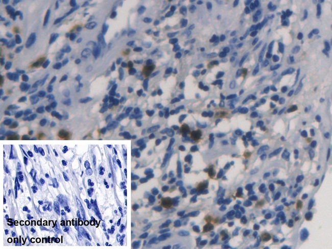 RNASE3 Antibody in Immunohistochemistry (Paraffin) (IHC (P))