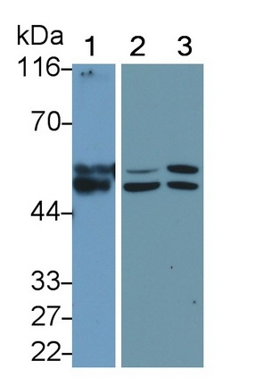 MMP11 Antibody in Western Blot (WB)