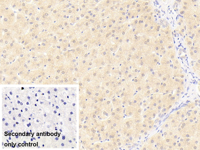 FLT3LG Antibody in Immunohistochemistry (Paraffin) (IHC (P))