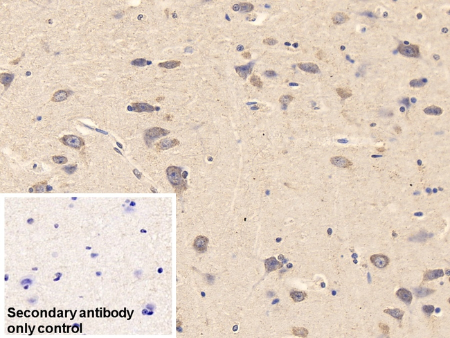 BDNF Antibody in Immunohistochemistry (Paraffin) (IHC (P))