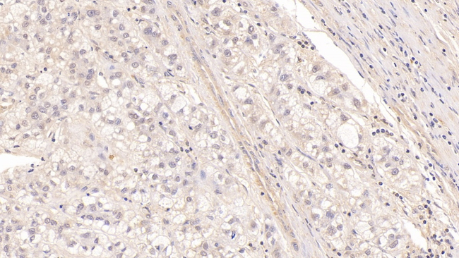 PRG2 Antibody in Immunohistochemistry (Paraffin) (IHC (P))