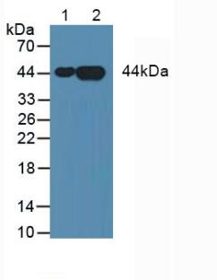 Annexin A3 Antibody in Western Blot (WB)