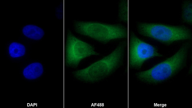 Apolipoprotein C1 Antibody in Immunocytochemistry (ICC/IF)