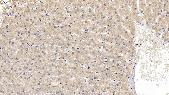 Apolipoprotein C1 Antibody in Immunohistochemistry (Paraffin) (IHC (P))