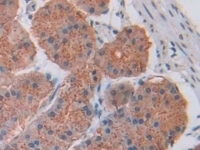 CCK Antibody in Immunohistochemistry (Paraffin) (IHC (P))