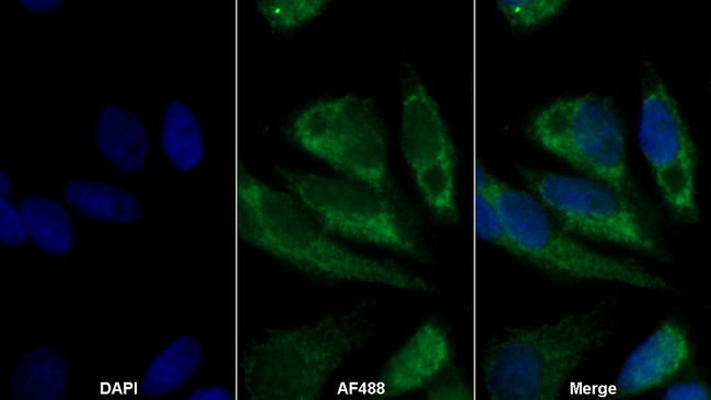 SEPP1 Antibody in Immunocytochemistry (ICC/IF)