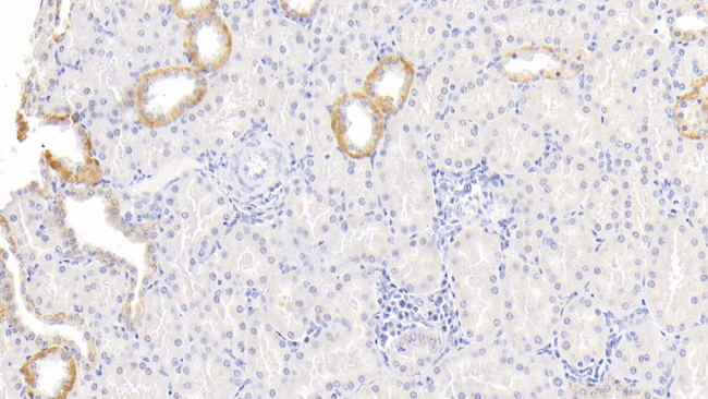 LBP Antibody in Immunohistochemistry (Paraffin) (IHC (P))