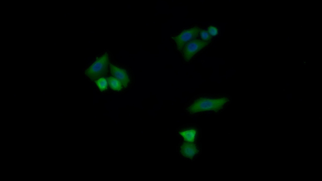 Thioredoxin 1 Antibody in Immunocytochemistry (ICC/IF)
