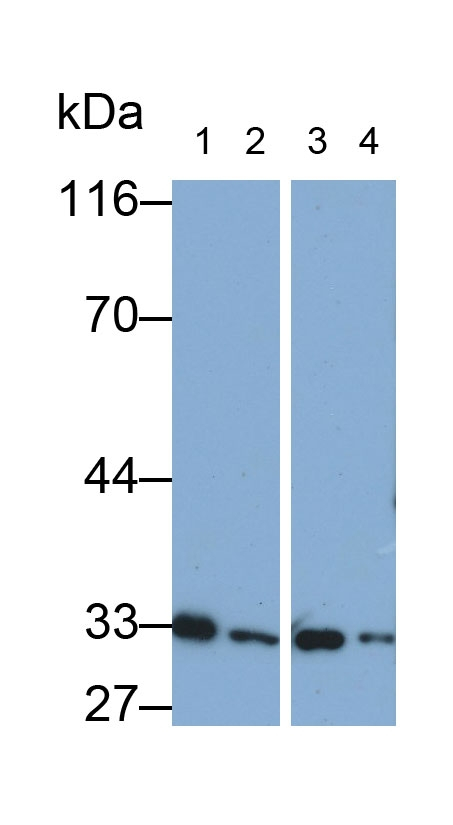 MMP7 Antibody in Western Blot (WB)