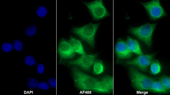 IDO1 Antibody in Immunocytochemistry (ICC/IF)