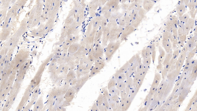 WNT4 Antibody in Immunohistochemistry (Paraffin) (IHC (P))