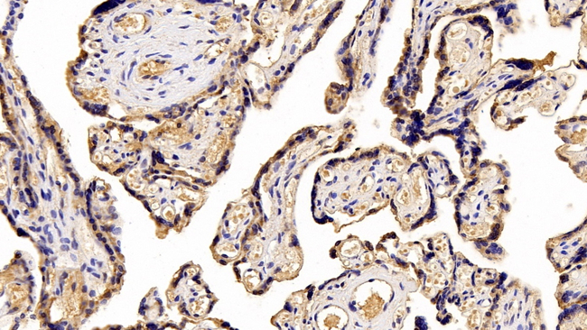 CSH1 Antibody in Immunohistochemistry (Paraffin) (IHC (P))