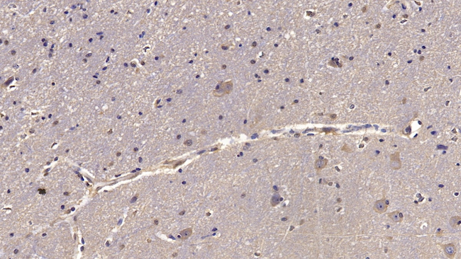 Reelin Antibody in Immunohistochemistry (Paraffin) (IHC (P))
