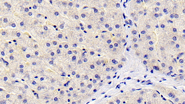 FGL1 Antibody in Immunohistochemistry (Paraffin) (IHC (P))