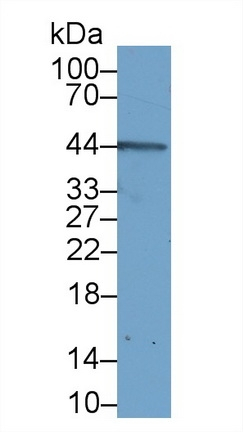 INHA Antibody in Western Blot (WB)