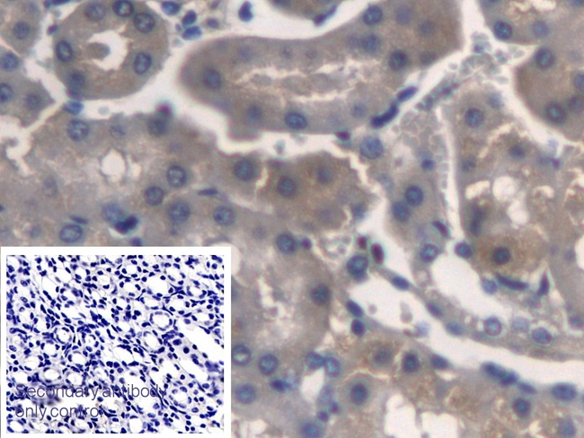 TMEM27 Antibody in Immunohistochemistry (Paraffin) (IHC (P))