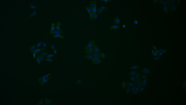 CD223 (LAG-3) Antibody in Immunocytochemistry (ICC/IF)
