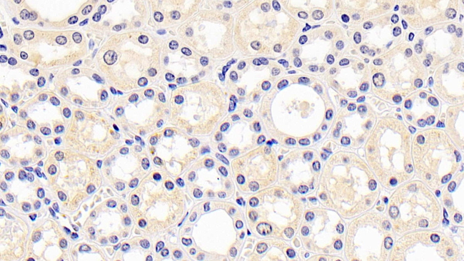 KIM-1 Antibody in Immunohistochemistry (Paraffin) (IHC (P))