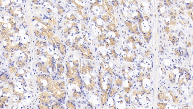 LBP Antibody in Immunohistochemistry (Paraffin) (IHC (P))
