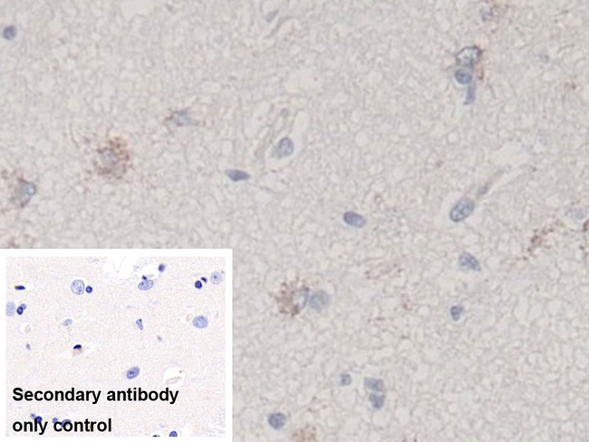 TGF beta-3 Antibody in Immunohistochemistry (Paraffin) (IHC (P))