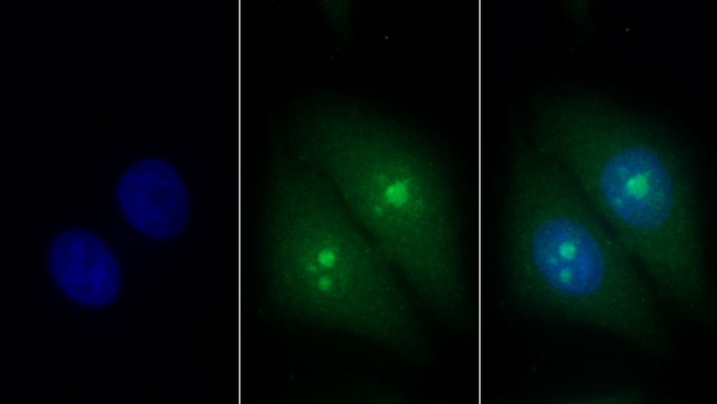 Trefoil Factor 3 Antibody in Immunocytochemistry (ICC/IF)