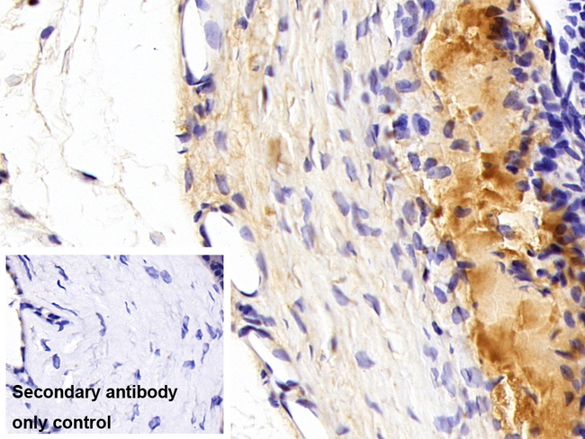 RBP3 Antibody in Immunohistochemistry (Paraffin) (IHC (P))