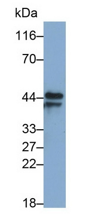 PGC Antibody in Western Blot (WB)
