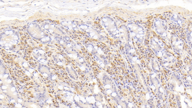 CD177 Antibody in Immunohistochemistry (Paraffin) (IHC (P))