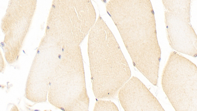 ISLR Antibody in Immunohistochemistry (Paraffin) (IHC (P))