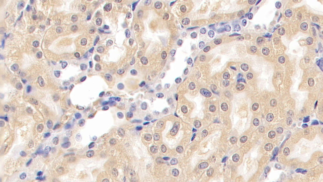 Nephrin Antibody in Immunohistochemistry (Paraffin) (IHC (P))