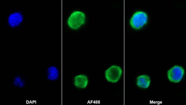 PF4 Antibody in Immunocytochemistry (ICC/IF)