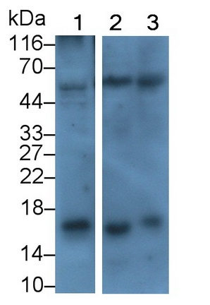 CRF Antibody in Western Blot (WB)
