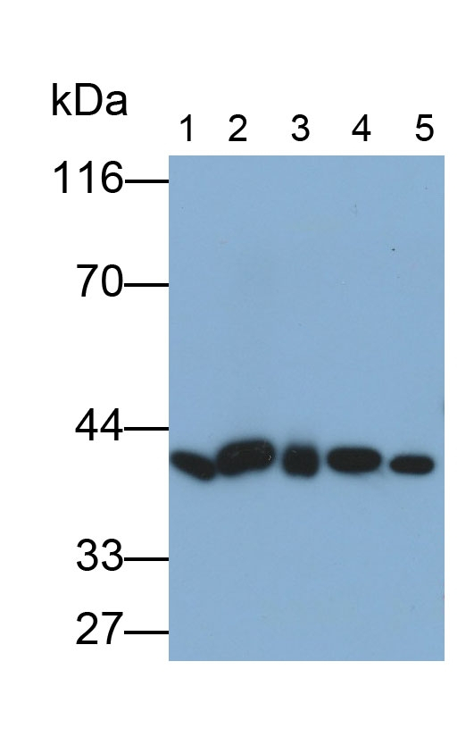 TXNL2 Antibody in Western Blot (WB)