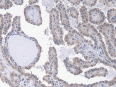 Epo Antibody in Immunohistochemistry (Paraffin) (IHC (P))