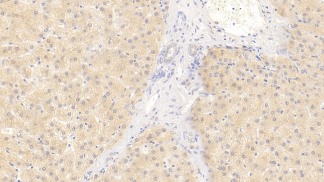 WNT11 Antibody in Immunohistochemistry (Paraffin) (IHC (P))