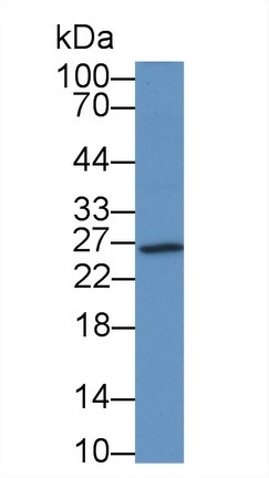HFE2 Antibody in Western Blot (WB)