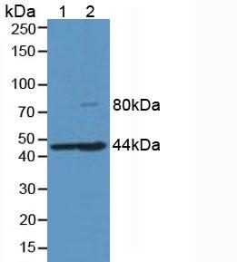 HFE2 Antibody in Western Blot (WB)