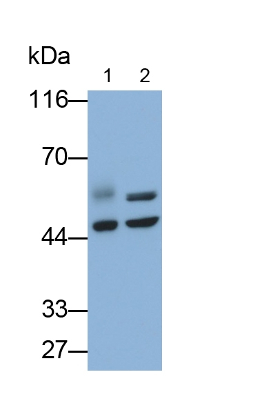 ANGPTL4 Antibody in Western Blot (WB)
