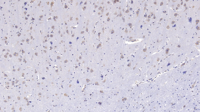 FSTL1 Antibody in Immunohistochemistry (Paraffin) (IHC (P))