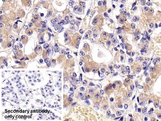 FSH beta Antibody in Immunohistochemistry (Paraffin) (IHC (P))