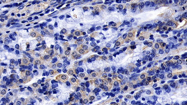 FGF9 Antibody in Immunohistochemistry (Paraffin) (IHC (P))