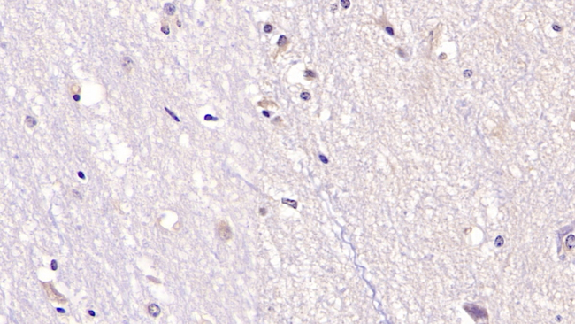 NTF3 Antibody in Immunohistochemistry (Paraffin) (IHC (P))