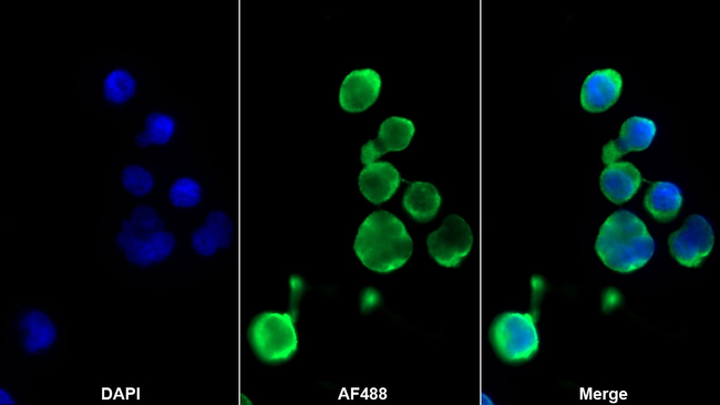 CD154 (CD40 Ligand) Antibody in Immunocytochemistry (ICC/IF)
